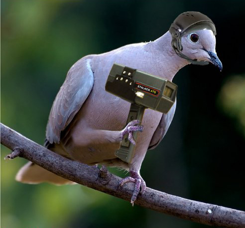spy pigeon